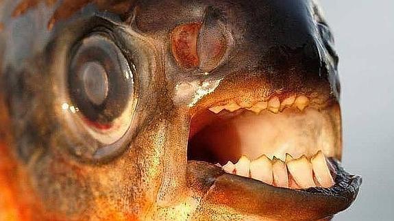 El pez 'come-testículos' aparece en las aguas europeas, favorecido por el cambio climático