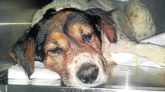 El can, ya en la clínica veterinaria. 