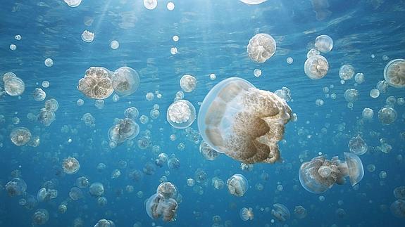 Las medusas son compañeras habituales de los días de playa.