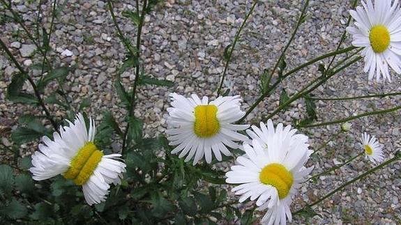 Imágenes de las flores que han crecido en Nasushiobara.