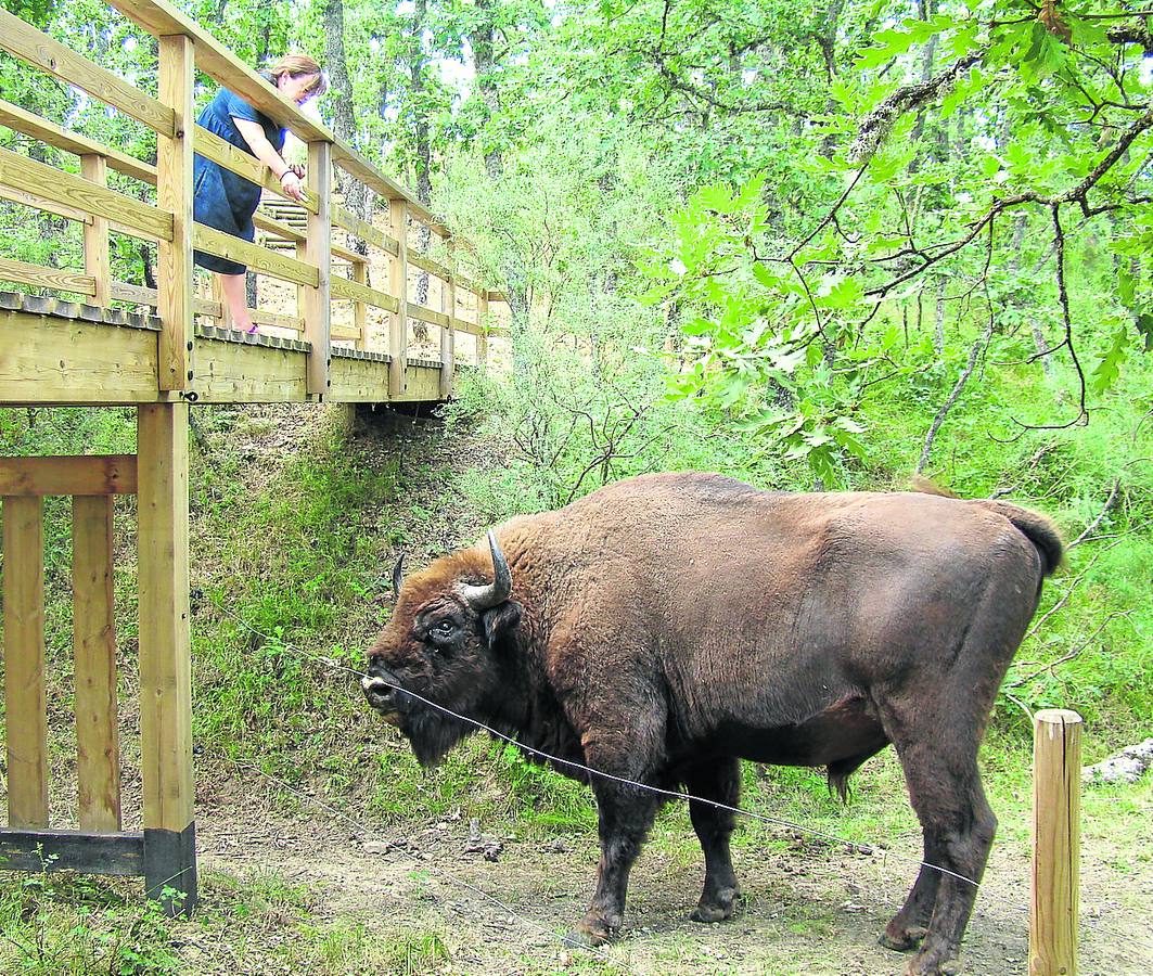Una mujer contempla a un bisonte desde el mirador de la reserva. 
