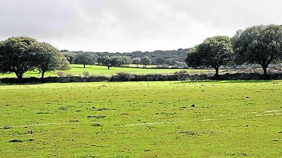 Zona de la Dehesa de la Mora en la que se pretendían construir las viviendas de lujo. 