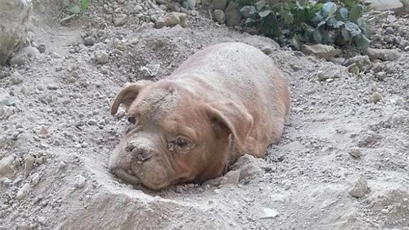 El dueño ató su correa a una bolsa de escombros para que no escapase.  