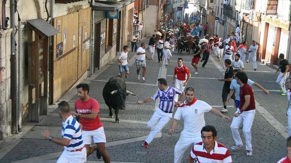 Encierro del año pasado con la ganadería Coquilla de Sánchez Arjona, que repite participación.