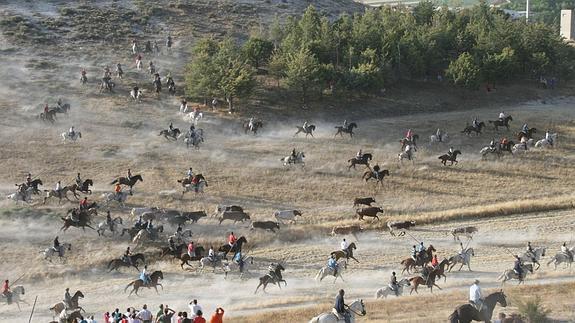 Caballustas conducen el ganado en un encierro. 