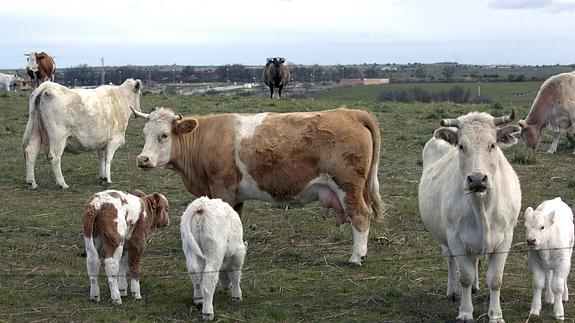 Varias vacas pacen en una finca de Segovia. Efe