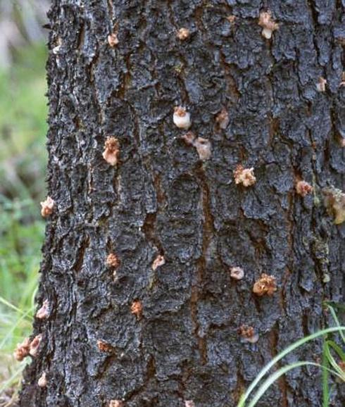 Un pino afectado por una plaga El Norte