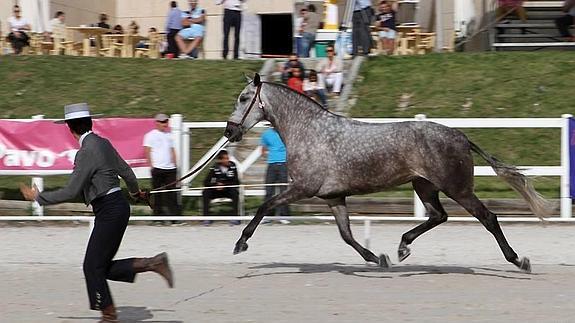 Tres títulos para Jara FS, de la Yeguada Arroyomonte, en el Concurso Morfológico de Ávila