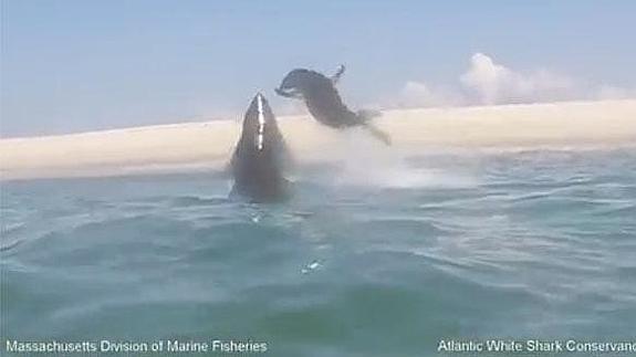 Una foca se salva del mordisco de un tiburón en pleno salto