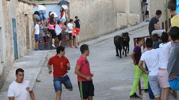 Dos vaquillas durante el encierro urbano. Javier Hernando