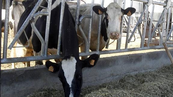 Explotación ganadera en la provincia de Palencia. 