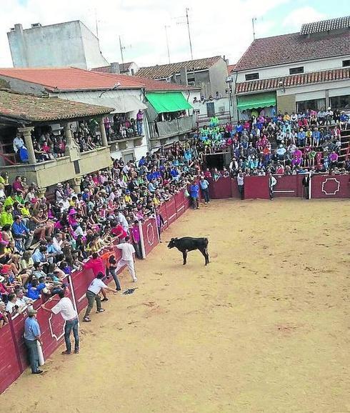 La vaquilla suelta en el coso taurino, tras el encierro. 