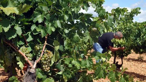 Un viticultor en un viñedo de la DO Rueda examina los racimos. 