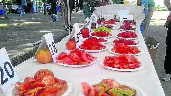 Imagen de los tomates de la feria del año pasado.