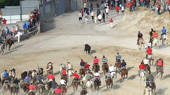 Los caballistas dirigen a la manada de toros y cabestros hacia la entrada del Embudo.