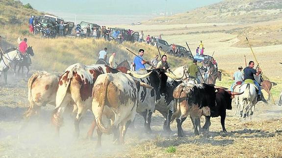 Cabestros y novillos conducidos por los caballistas en el encierro campero. 