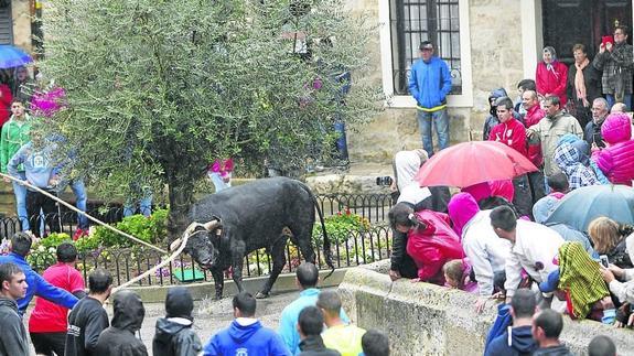 El astado descansa junto a un jardín durante el encierro de Astudillo.