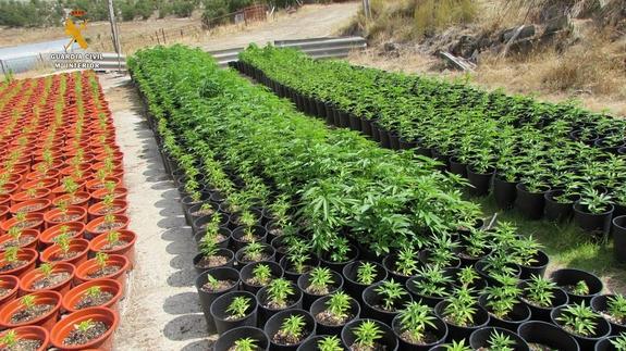 Detenido el jefe de 'Los Miami' tras la incautación de 5.500 plantas de marihuana en Alba de Cerrato