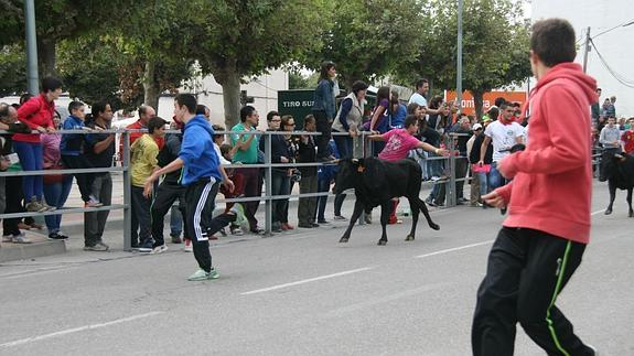 Encierro de vaquillas, en la fiesta del año pasado. 