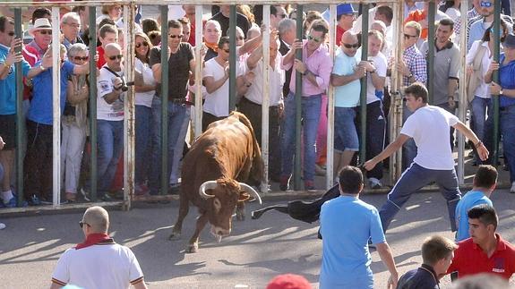 Uno de los toros del encierro de Olmedo. 