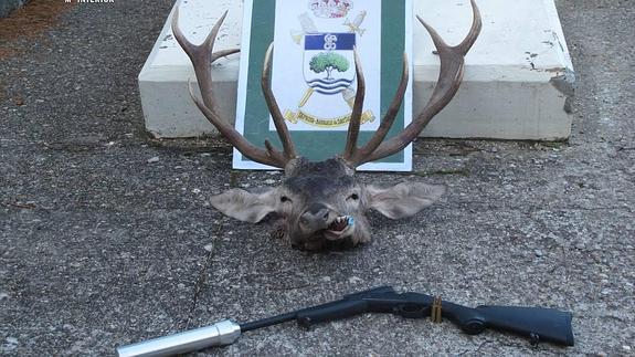 Trofeo de ciervo y arma incautados por la Guardia Civil. 