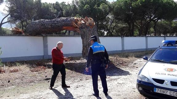 Juan Ocaña y un policía local observan el tronco partido del pino guía, que se desplomó el lunes de madrugada sobre la tapia del cuartel Teniente Galiana. 