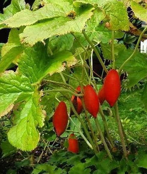 fruta venenosa de una pieza