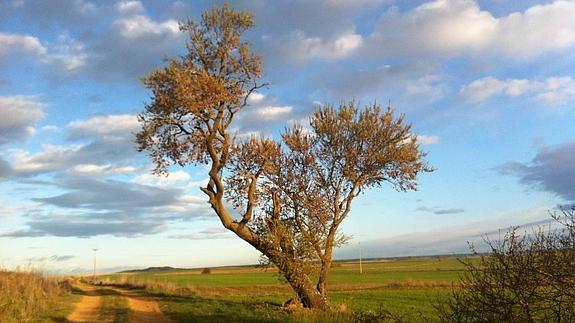 El árbol más especial de Goyo Hernández, en la localidad de Cabreros del Monte.