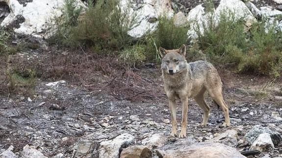 Un lobo en el Centro del Lobo Ibérico en la localidad de Robledo-Puebla de Sanabria (Zamora). 