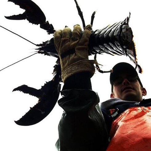 Un pescador de Maine examina un ejemplar de langosta americana.