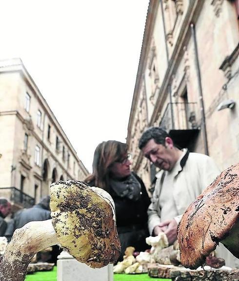 Exposición micológica 2014 en la plaza La Libertad. 