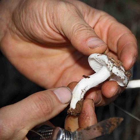 Quintanilla se lanza a buscar setas