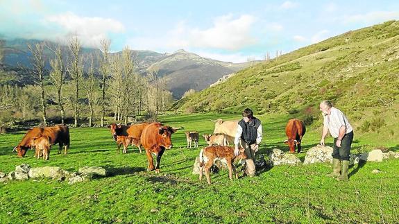 Fructuoso Diez y un familiar, junto a un ternero recién nacido y parte del ganado, el término de Triollo. 