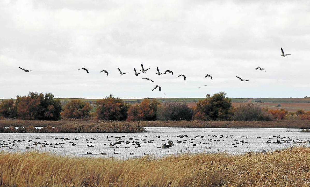 Panorámica de la laguna de la Nava, con numerosas aves.