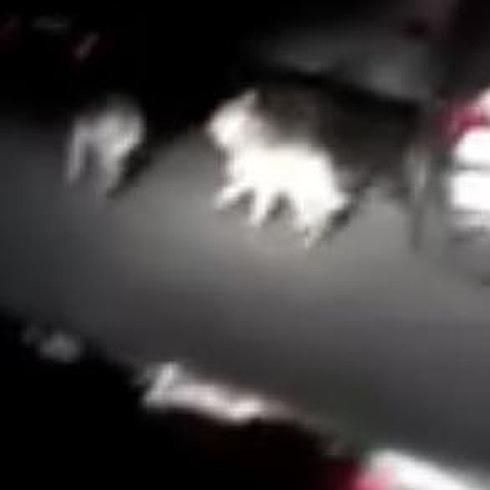 Captura del vídeo en el que se ve a los supuestos lobos en las calles de Fontiveros.