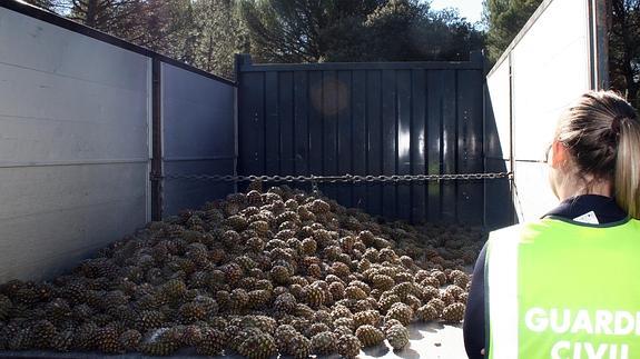 Una agente de la Guardia Civil observa las piñas recuperadas. El Norte