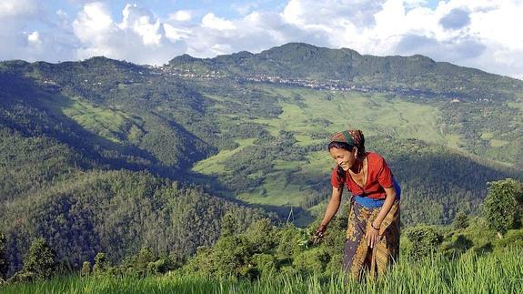 Una mujer trabaja en un campo de arroz en el Tibet.