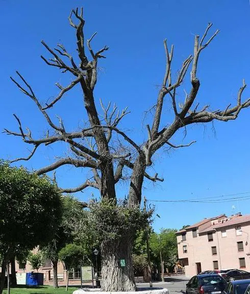 La centenaria Olma de Olmedo con la enfermedad de la grafiosis.