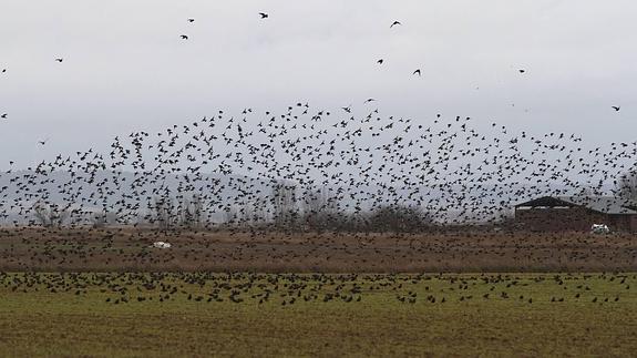 Bandadas de estorninos en la Laguna de la Nava en Fuentes de Nava.