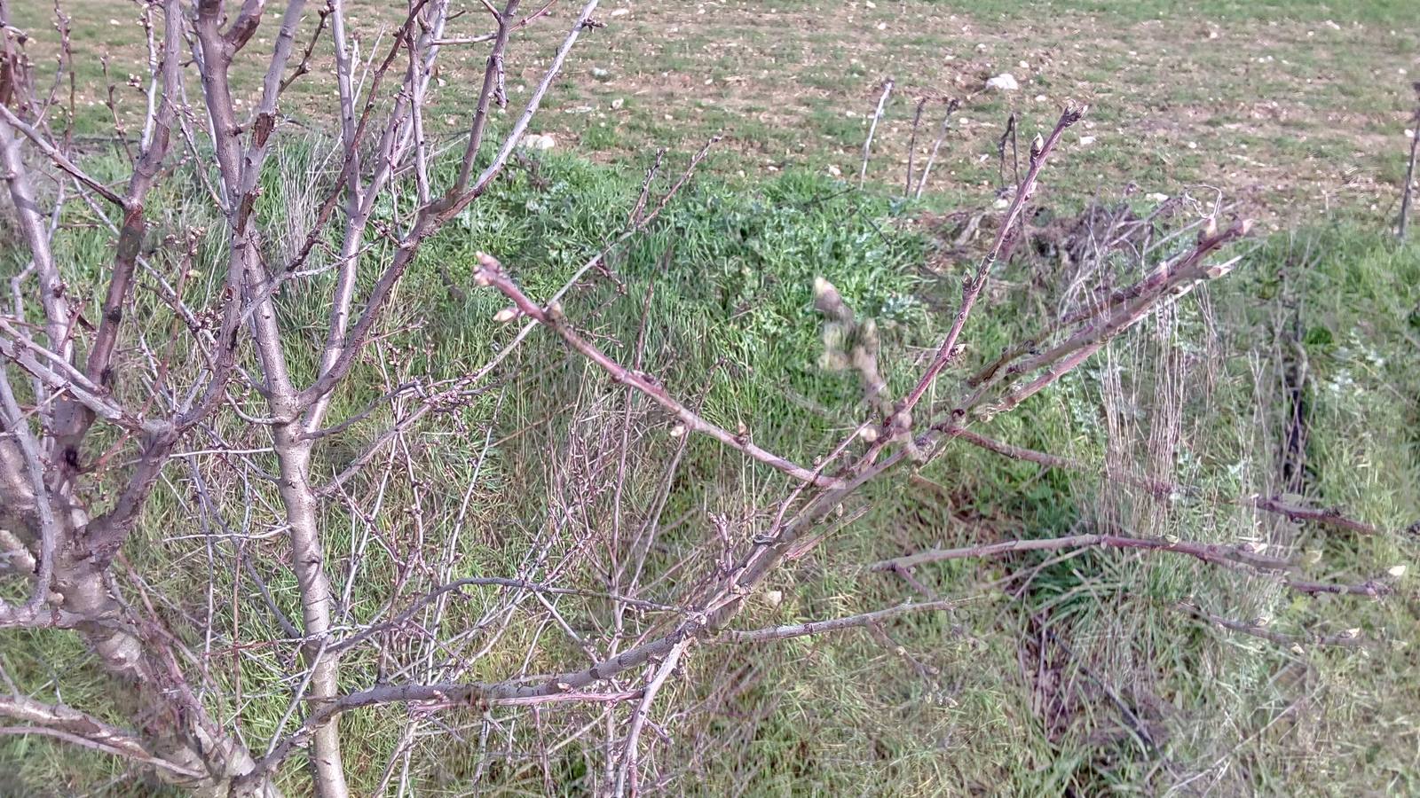 En la punta de las yemas de este almendro ya se aprecia lo que en unos días será la flor 