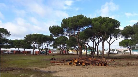 El pinar de la zona de acampada del recinto de la Hípica, ayer, después de las labores de limpieza. 