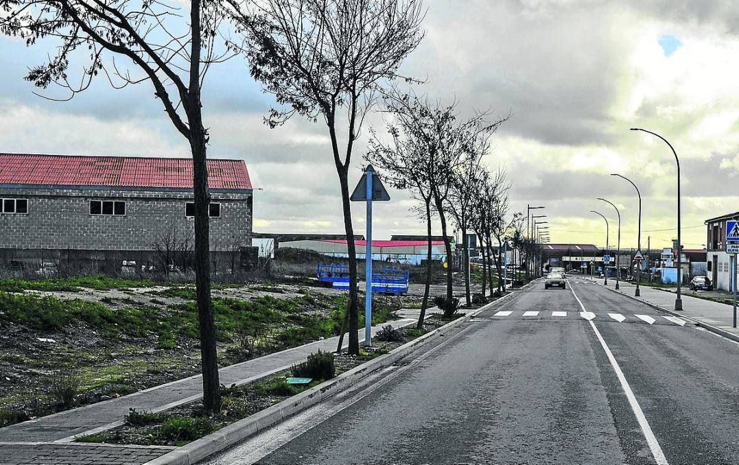 Árboles que jalonan la entrada sur de la localidad. 