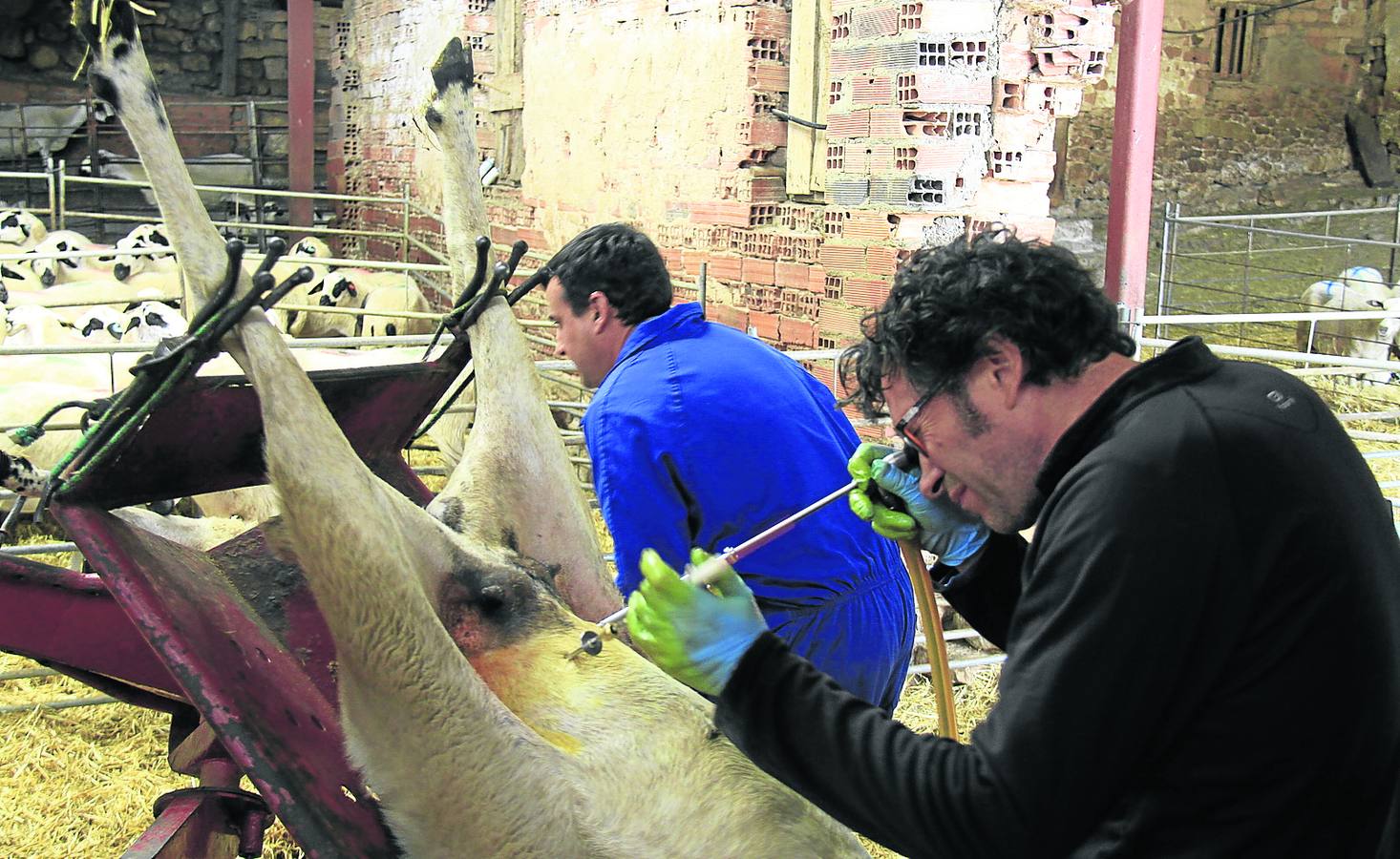 Mejorando la raza en Cubillo de Ojeda