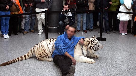 Un cuidador muestra un tigre en 2009 en el centro comercial Luz de Castilla. A. de Torre