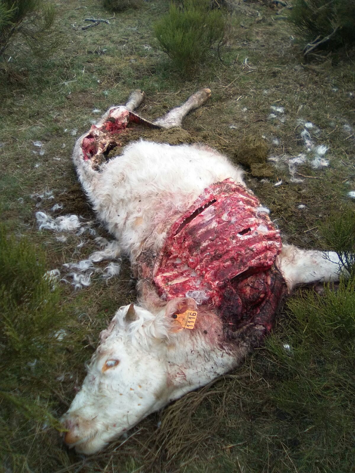 Uno de los terneros atacados por lobos. 