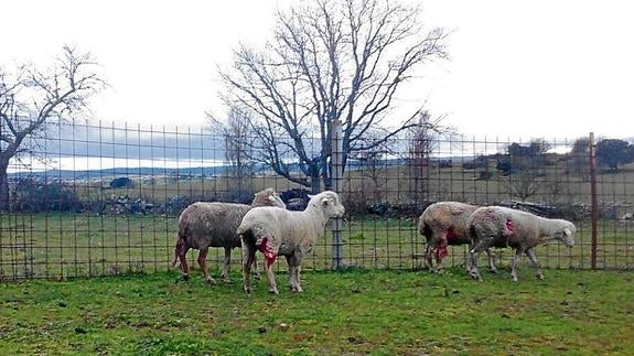 Ovejas heridas en el término municipal de Guadramiro en la noche del pasado martes. 