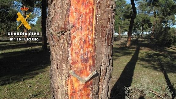 Uno de los árboles de los que se recogía la resina.