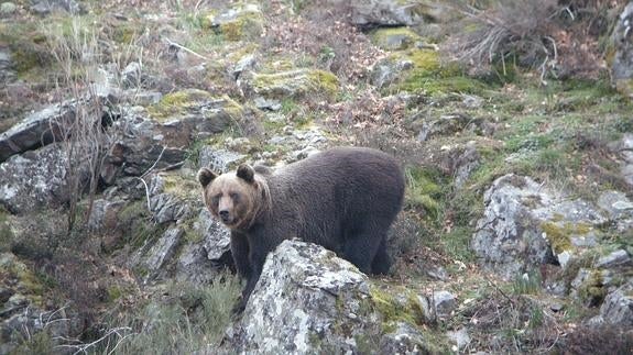 Ejemplar de oso pardo en la cornisa cantábrica.