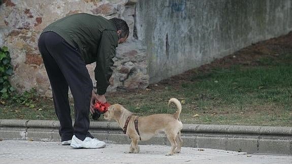 Un hombre retira las heces de su perro. 