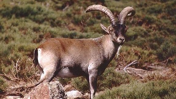 Ejemplar de cabra montés en el Parque de Guadarrama.El Norte